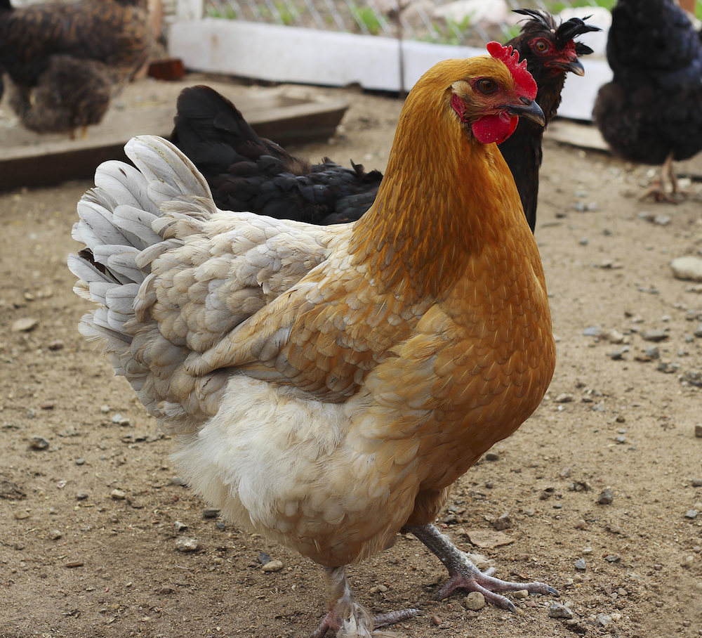 With 25 billion chickens in the world, there are more of them than any other bird species.